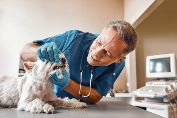 Best Root Canal Emergency Dentist  in Pocatello, ID